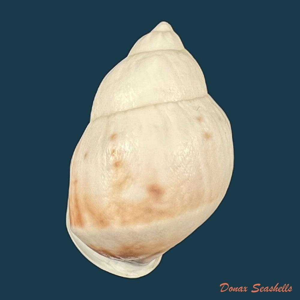 auris-nigrilabris-pilsbry-1896-35-4mm-copia