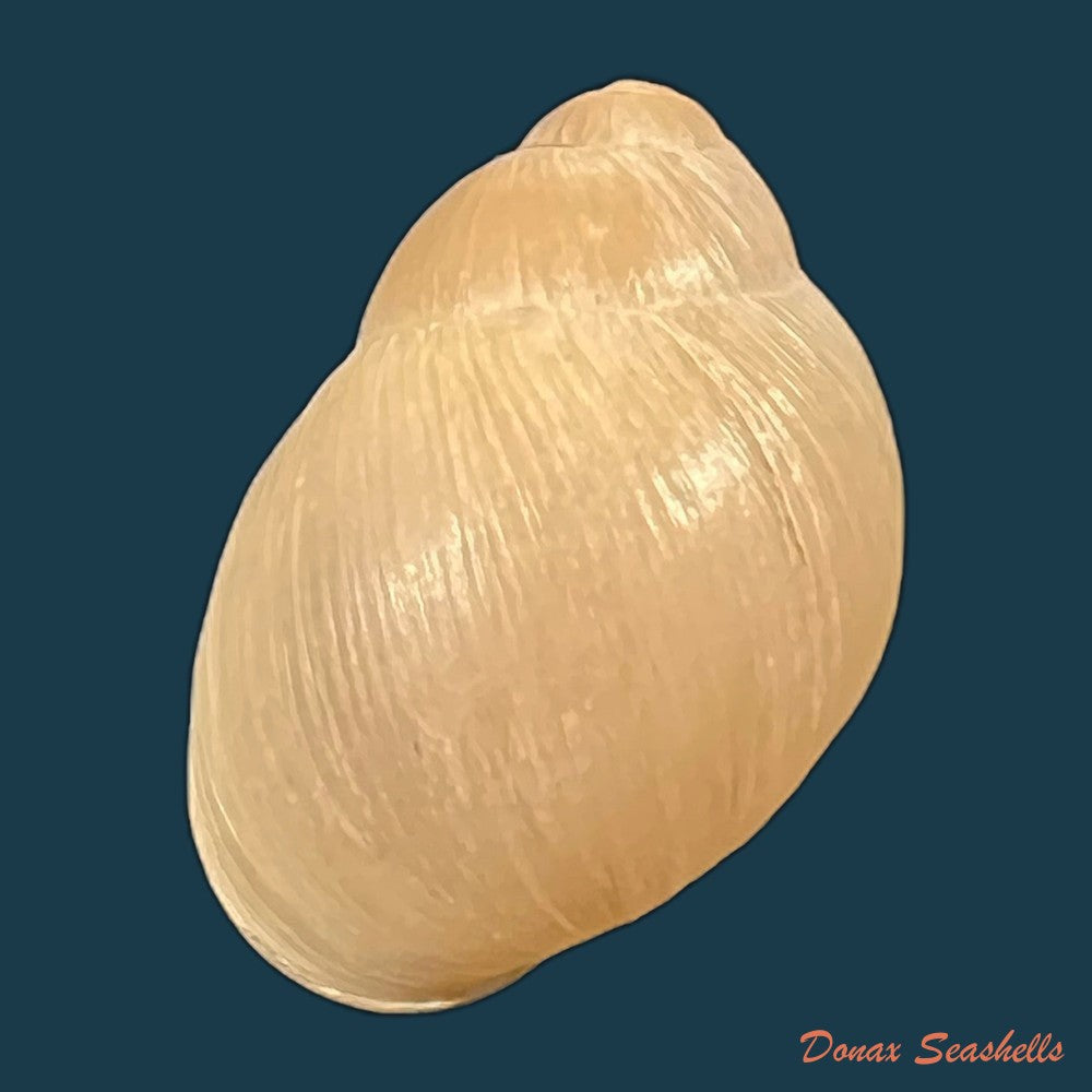 austroborus-dorbignyi-doring-1876-27-9mm-copia
