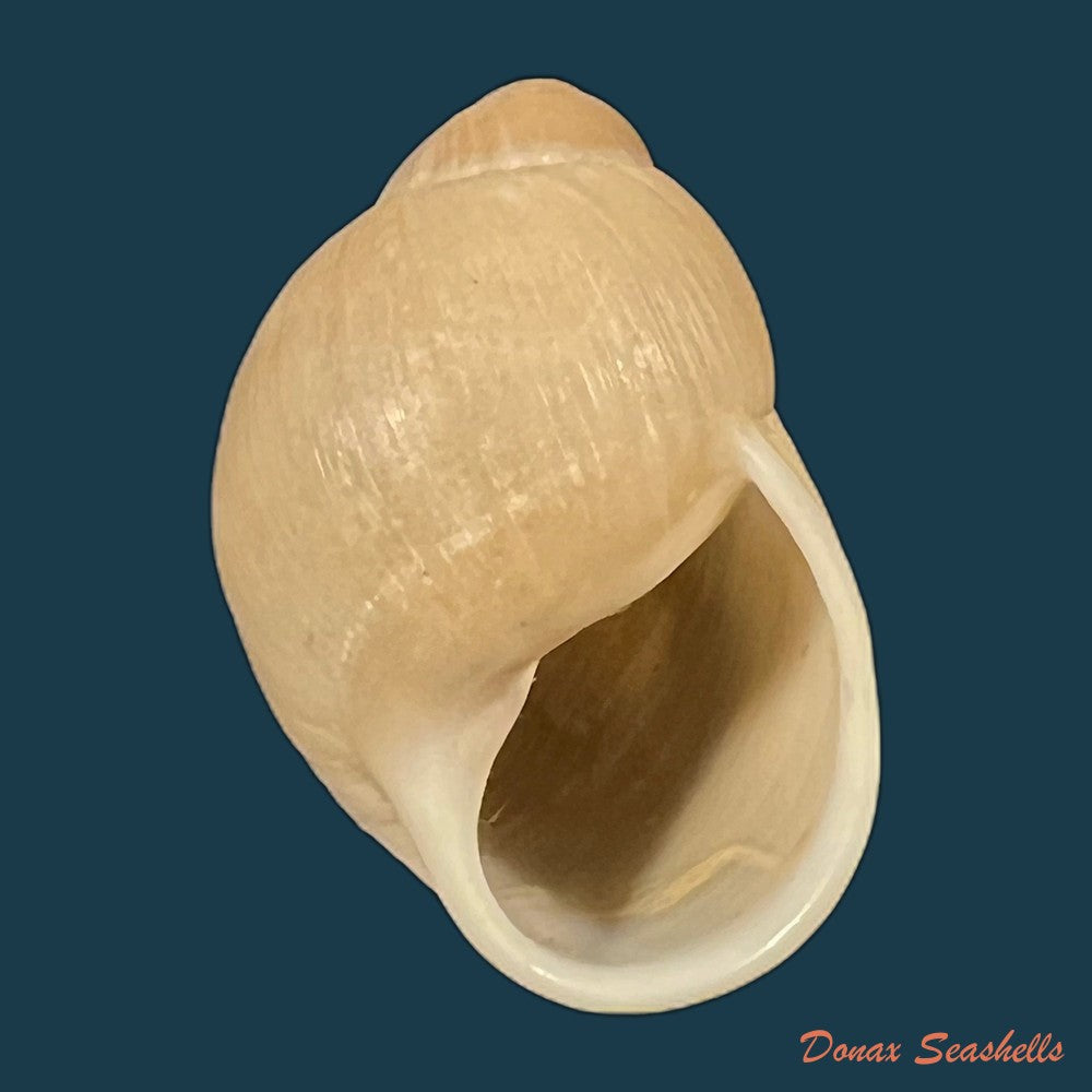 austroborus-dorbignyi-doring-1876-27-9mm-copia