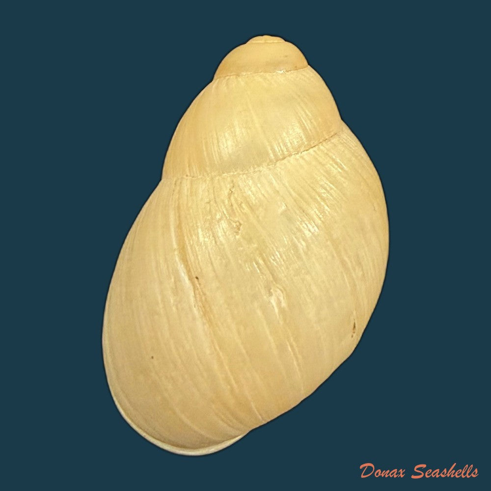 austroborus-dorbignyi-doring-1876-28-9mm-copia