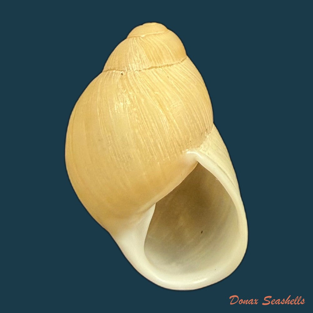 austroborus-dorbignyi-doring-1876-28-9mm-copia