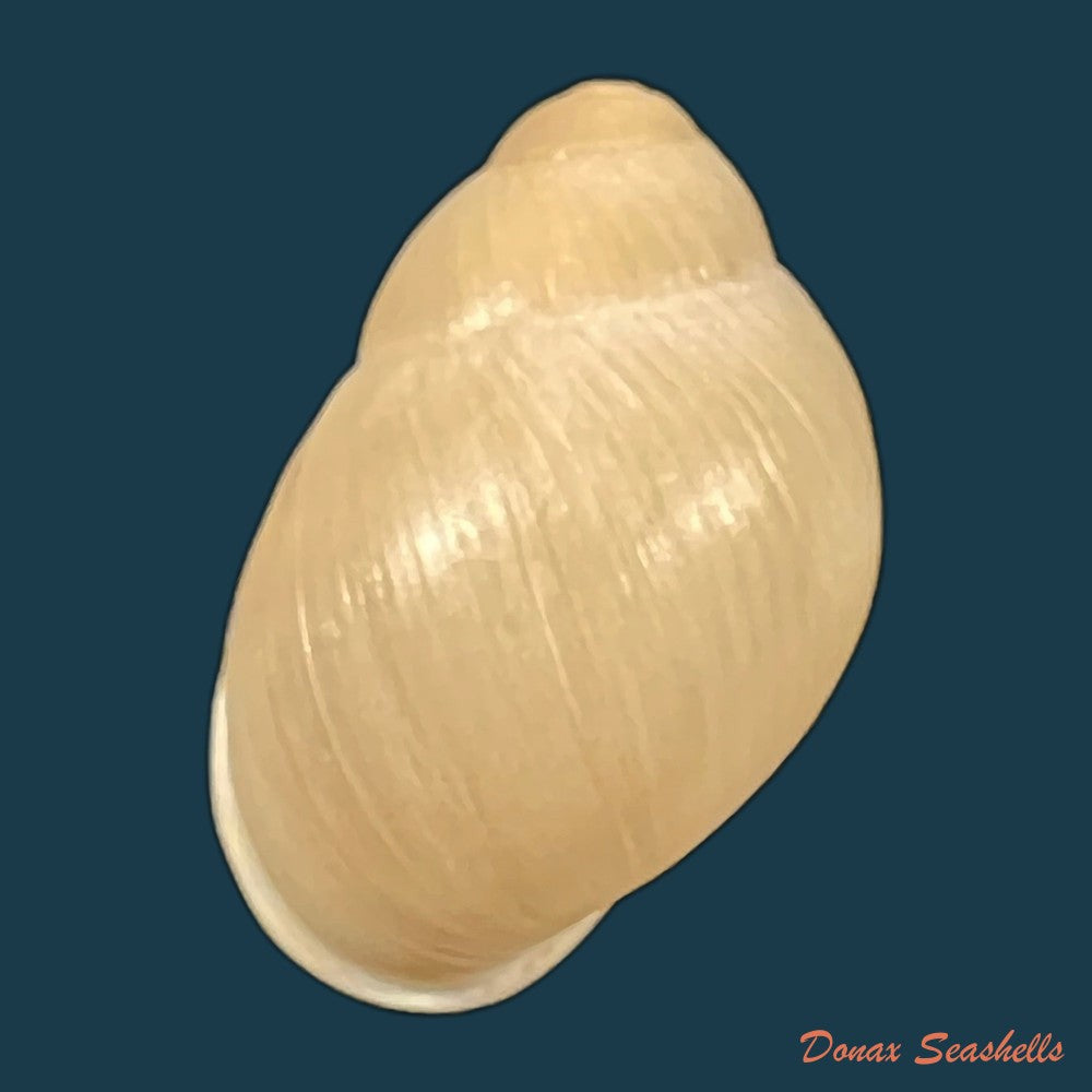 austroborus-dorbignyi-doring-1876-30-1mm-copia