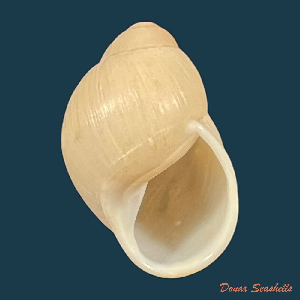 austroborus-dorbignyi-doring-1876-30-1mm-copia