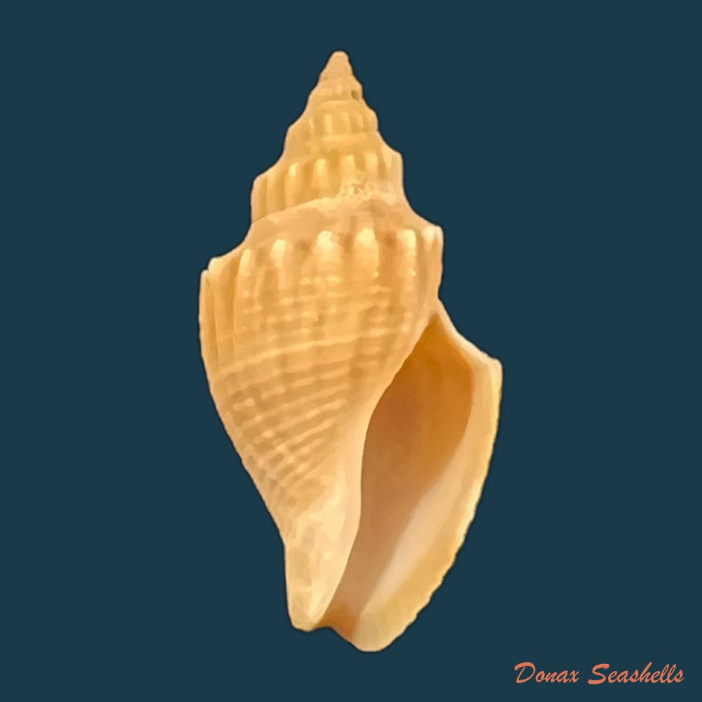 austrotoma-aguayoi-carcelles-1953-23mm-copia