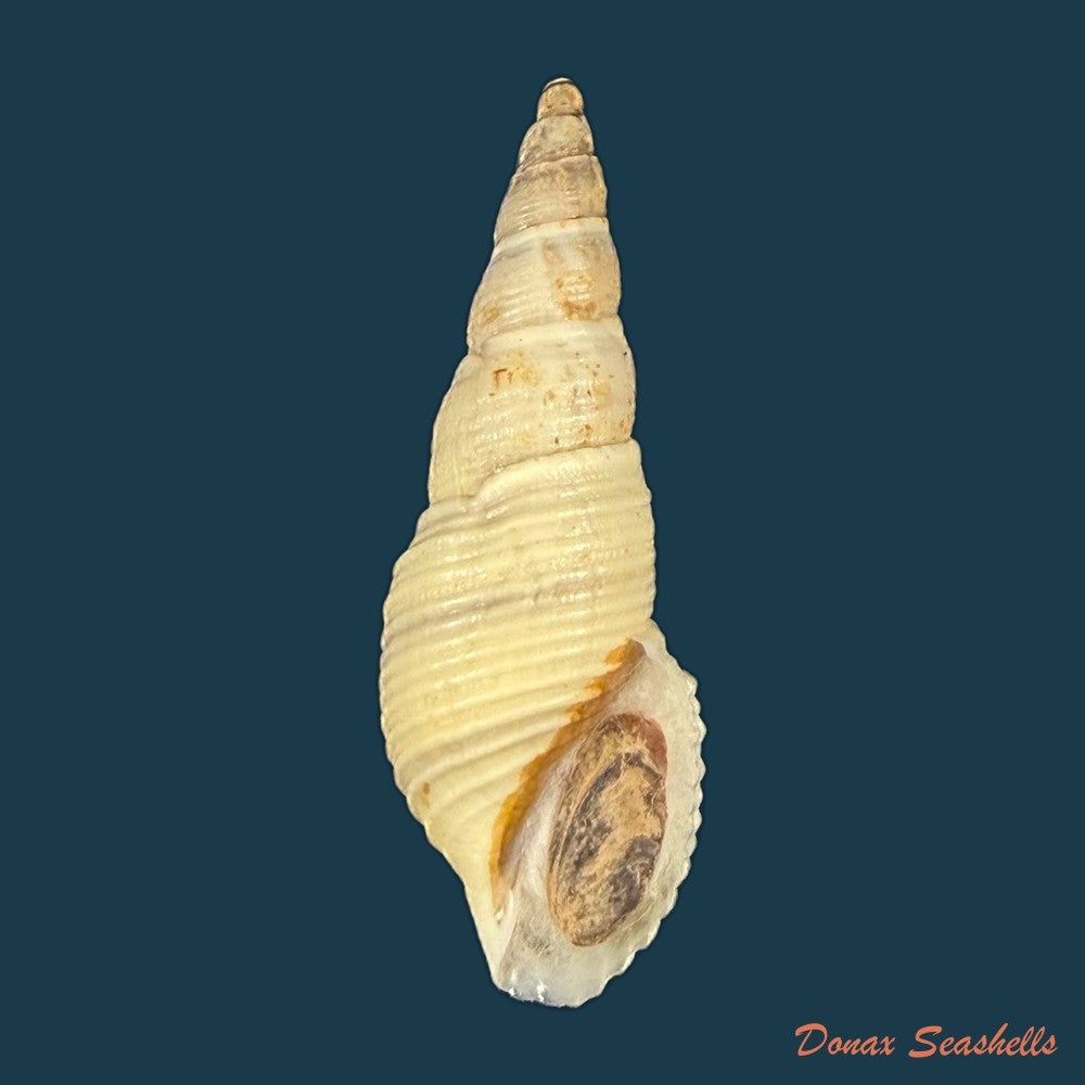 aylacostoma-brasiliense-s-moricand-1838-35-8mm-copia