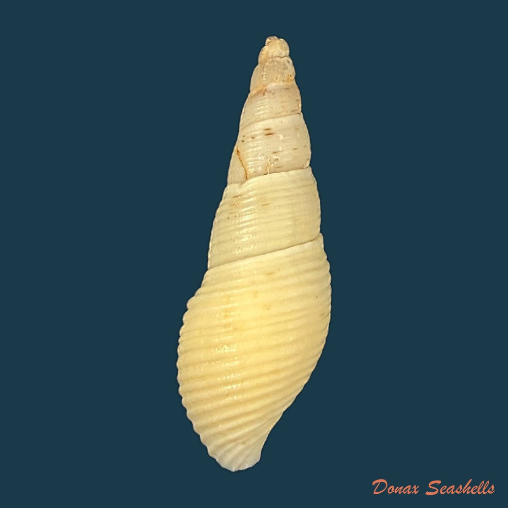 aylacostoma-brasiliense-s-moricand-1838-36-4mm-copia
