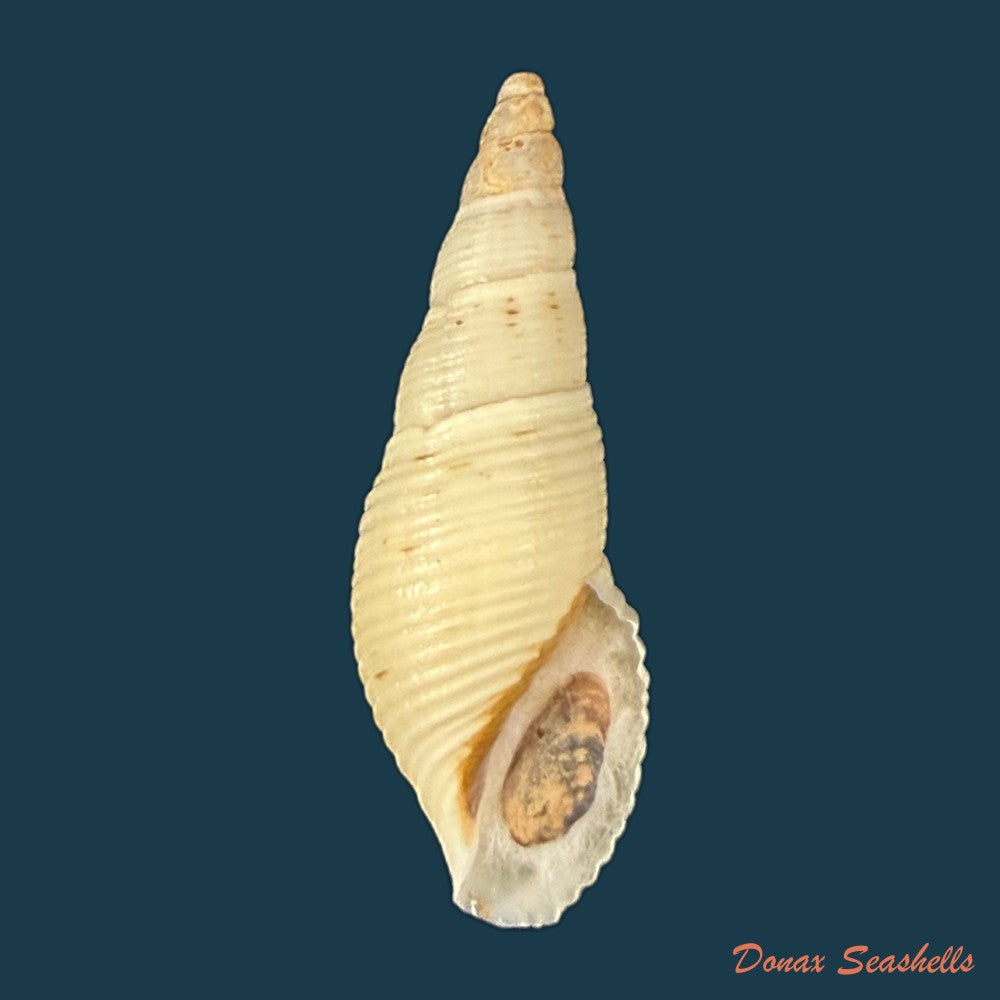 aylacostoma-brasiliense-s-moricand-1838-36-4mm-copia