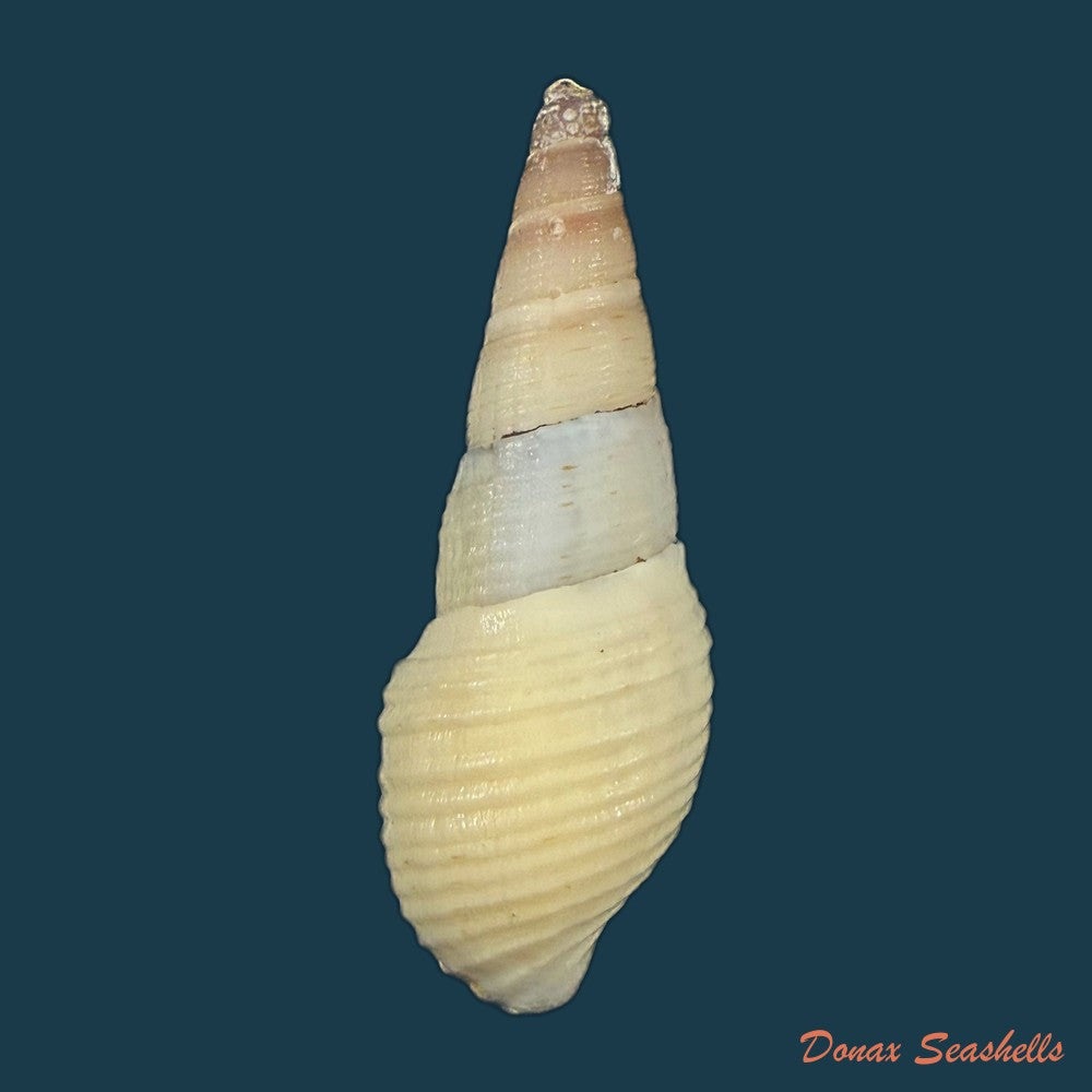 aylacostoma-brasiliense-s-moricand-1838-39-3mm-copia