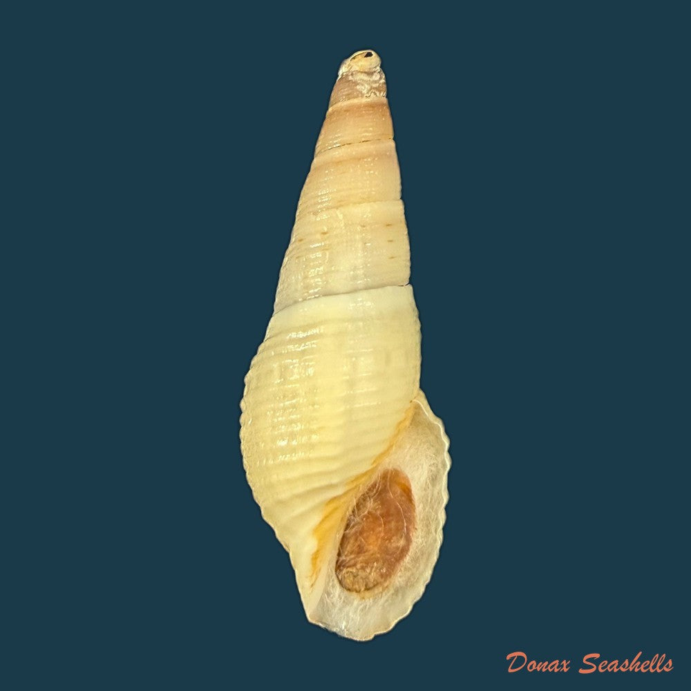 aylacostoma-brasiliense-s-moricand-1838-39-3mm-copia