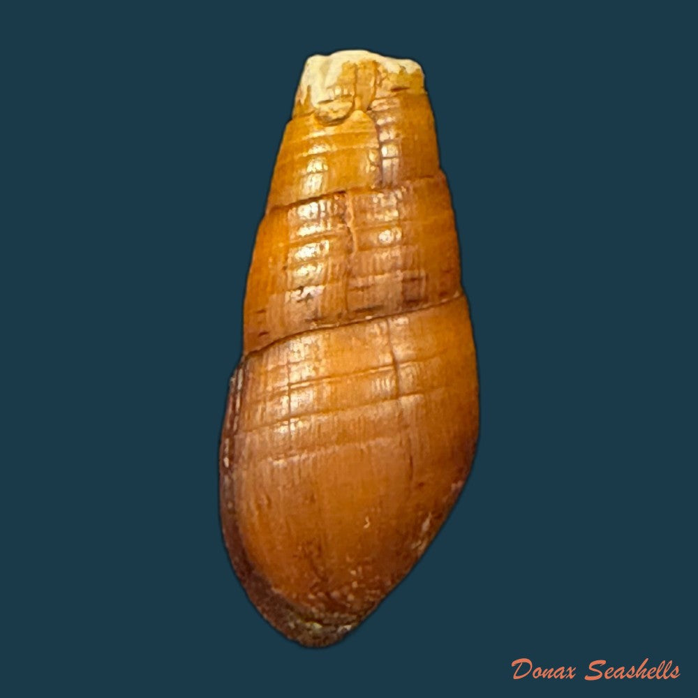 aylacostoma-chloroticum-hylton-scott-1954-20-6mm-copia