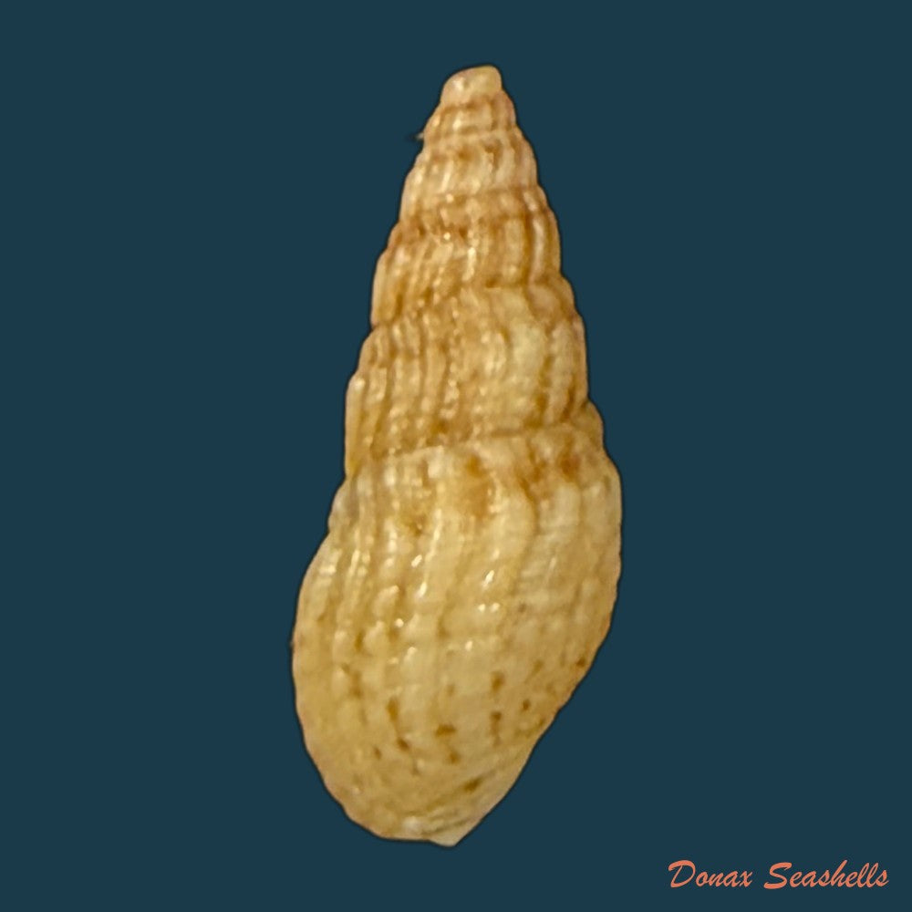 aylacostoma-guaraniticum-hylton-scott-1954-24-6mm-copia