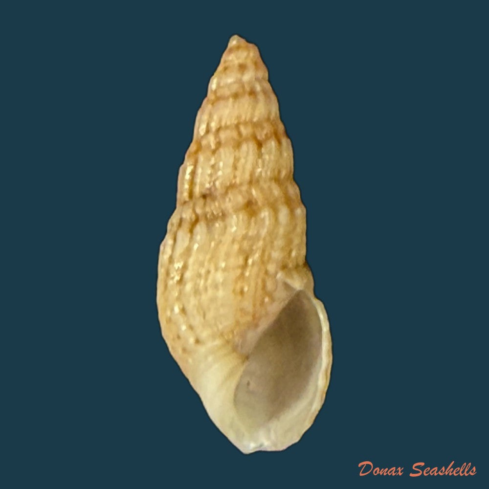 aylacostoma-guaraniticum-hylton-scott-1954-24-6mm-copia