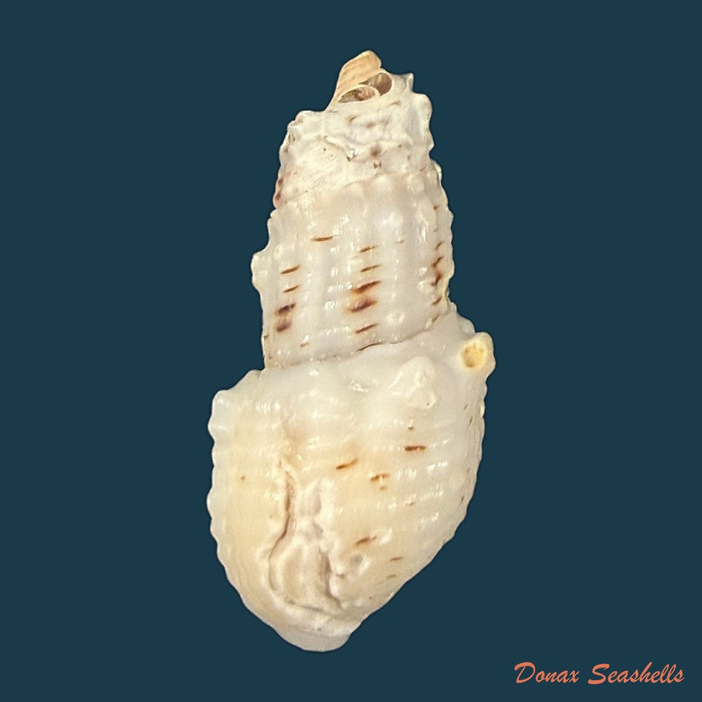 aylacostoma-tuberculata-wagner-1827-28-6mm-copia