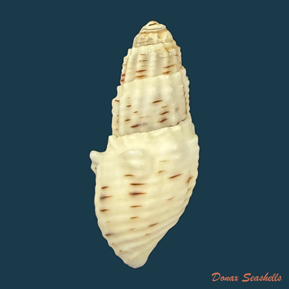 aylacostoma-tuberculata-wagner-1827-29-4mm-copia