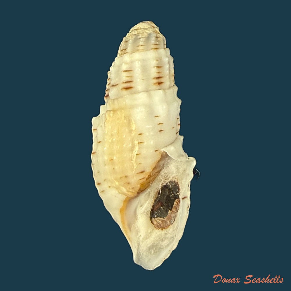 aylacostoma-tuberculata-wagner-1827-29-4mm-copia