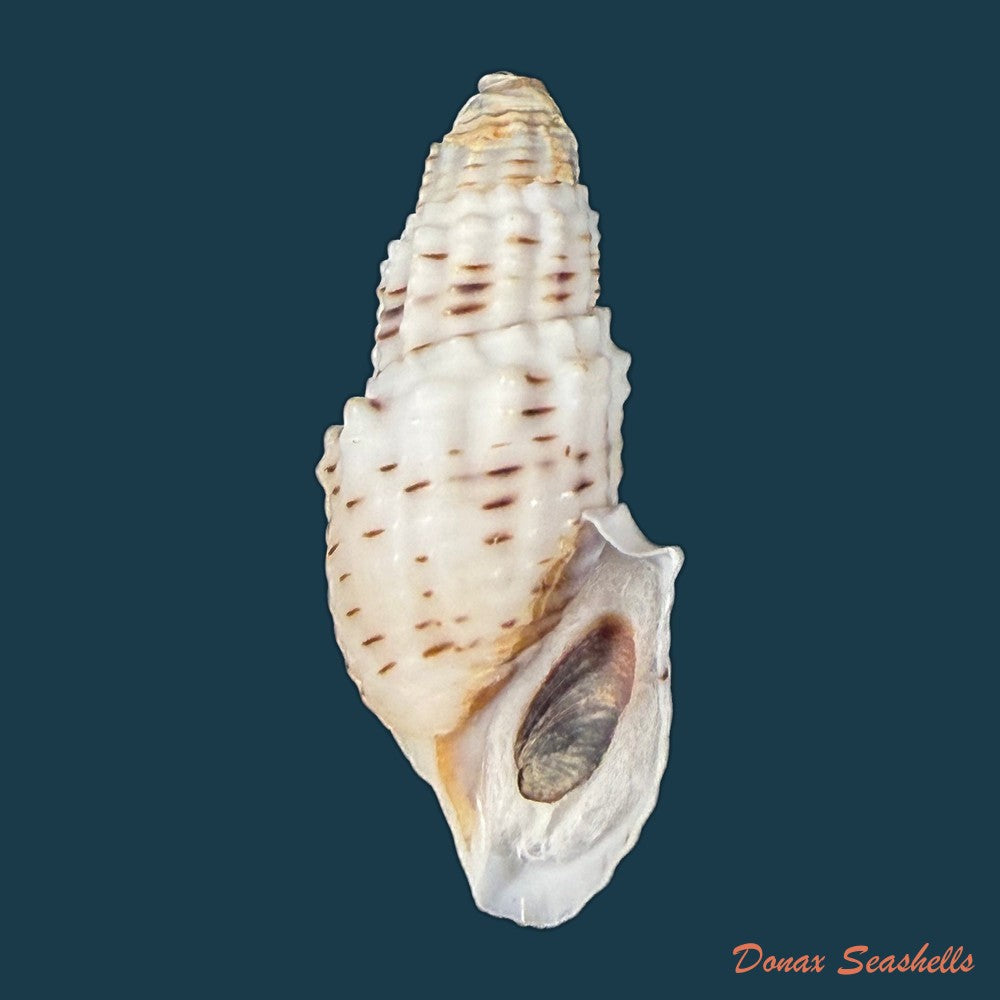aylacostoma-tuberculata-wagner-1827-30-6mm-copia