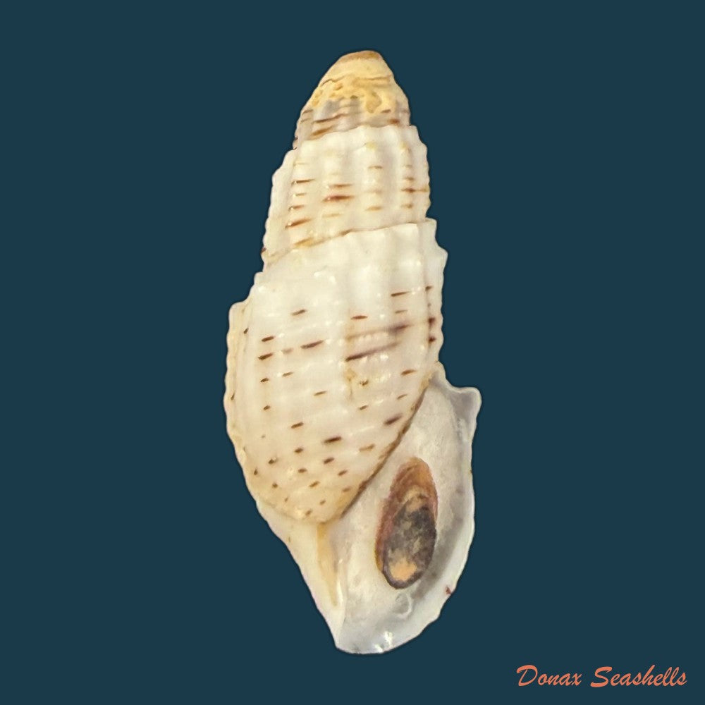 aylacostoma-tuberculata-wagner-1827-32-8mm-copia