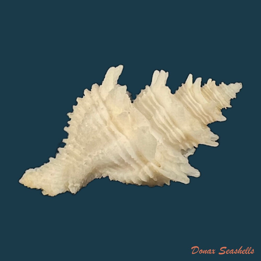 babelomurex-basilium-penna-neme-leme-1978-35-3mm-copia