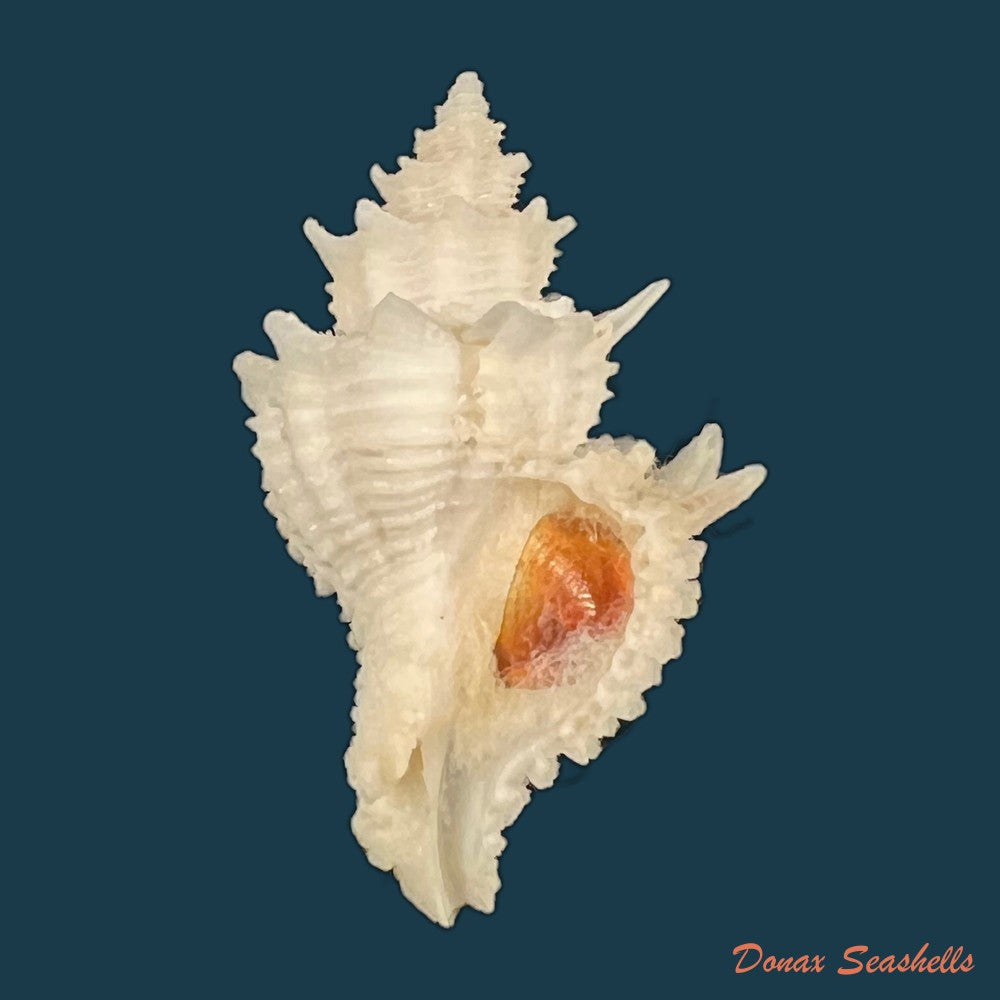 babelomurex-basilium-penna-neme-leme-1978-35-3mm-copia