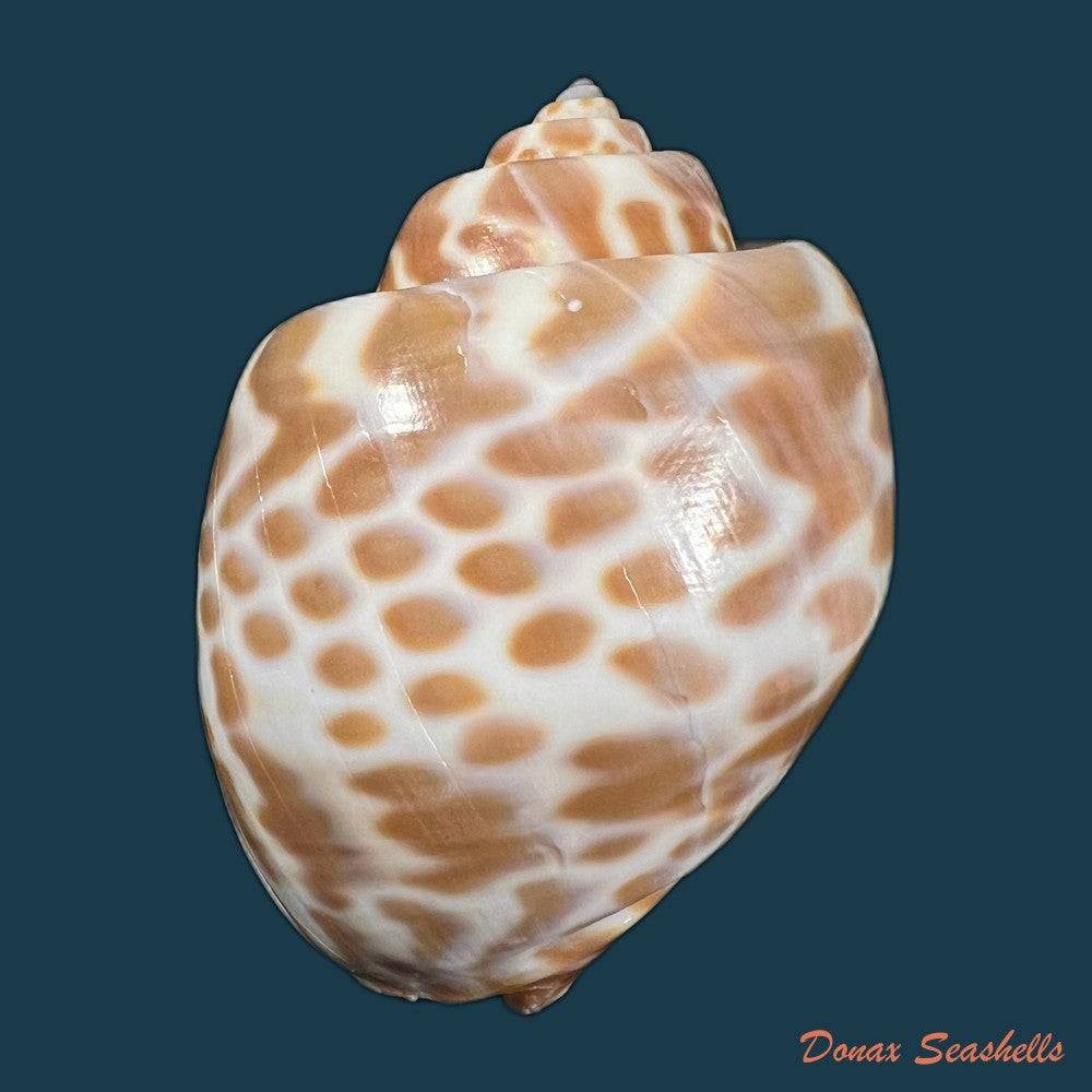 babylonia-spirata-linnaeus-1758-43-3mm-copia
