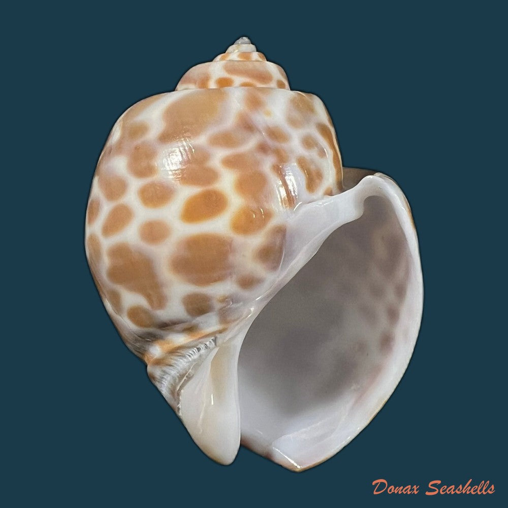 babylonia-spirata-linnaeus-1758-43-3mm-copia