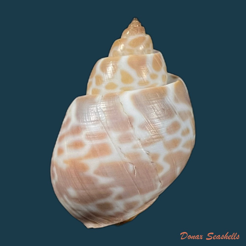 babylonia-spirata-linnaeus-1758-49mm-copia