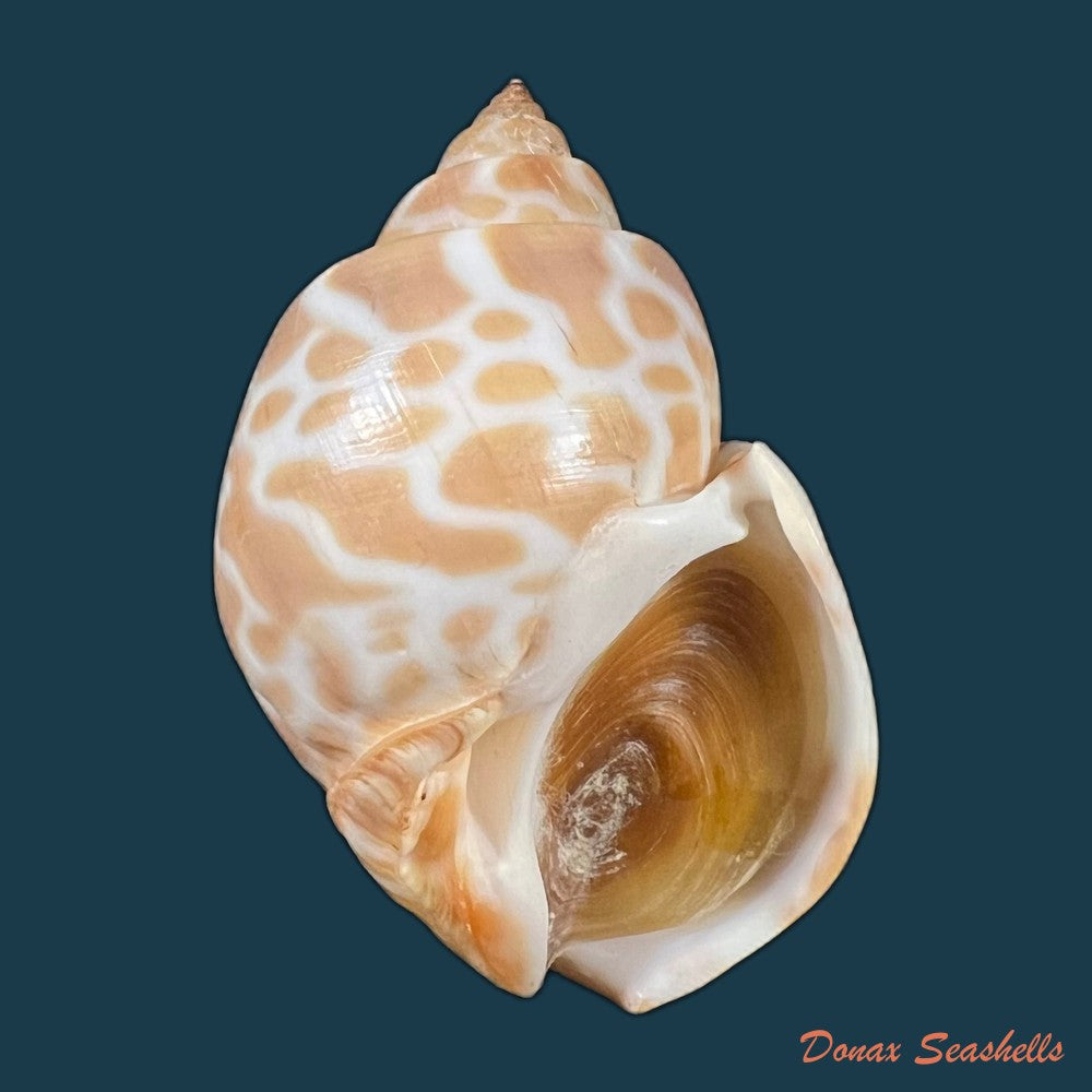 babylonia-spirata-linnaeus-1758-49mm-copia