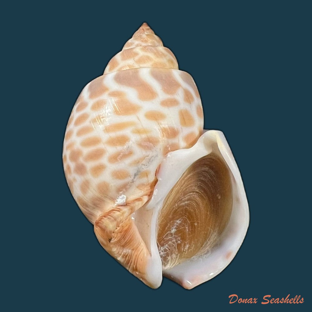babylonia-spirata-linnaeus-1758-51-6mm-copia