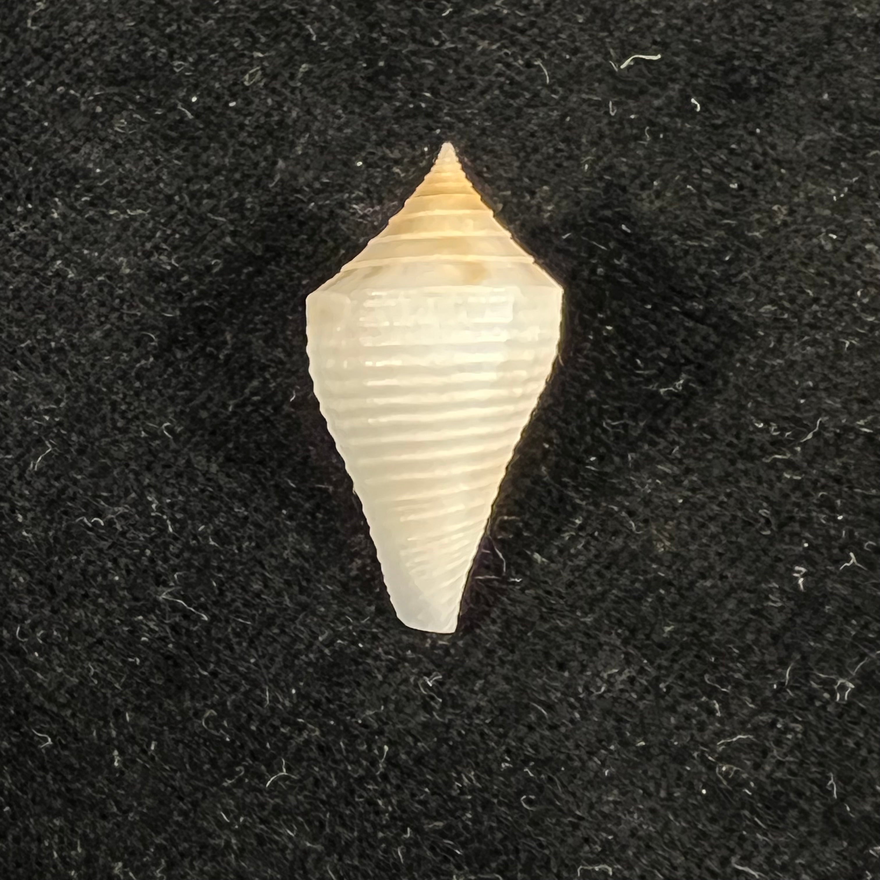 Conasprella bajanensis (Nowell-Usticke, 1968) - 27,3mm
