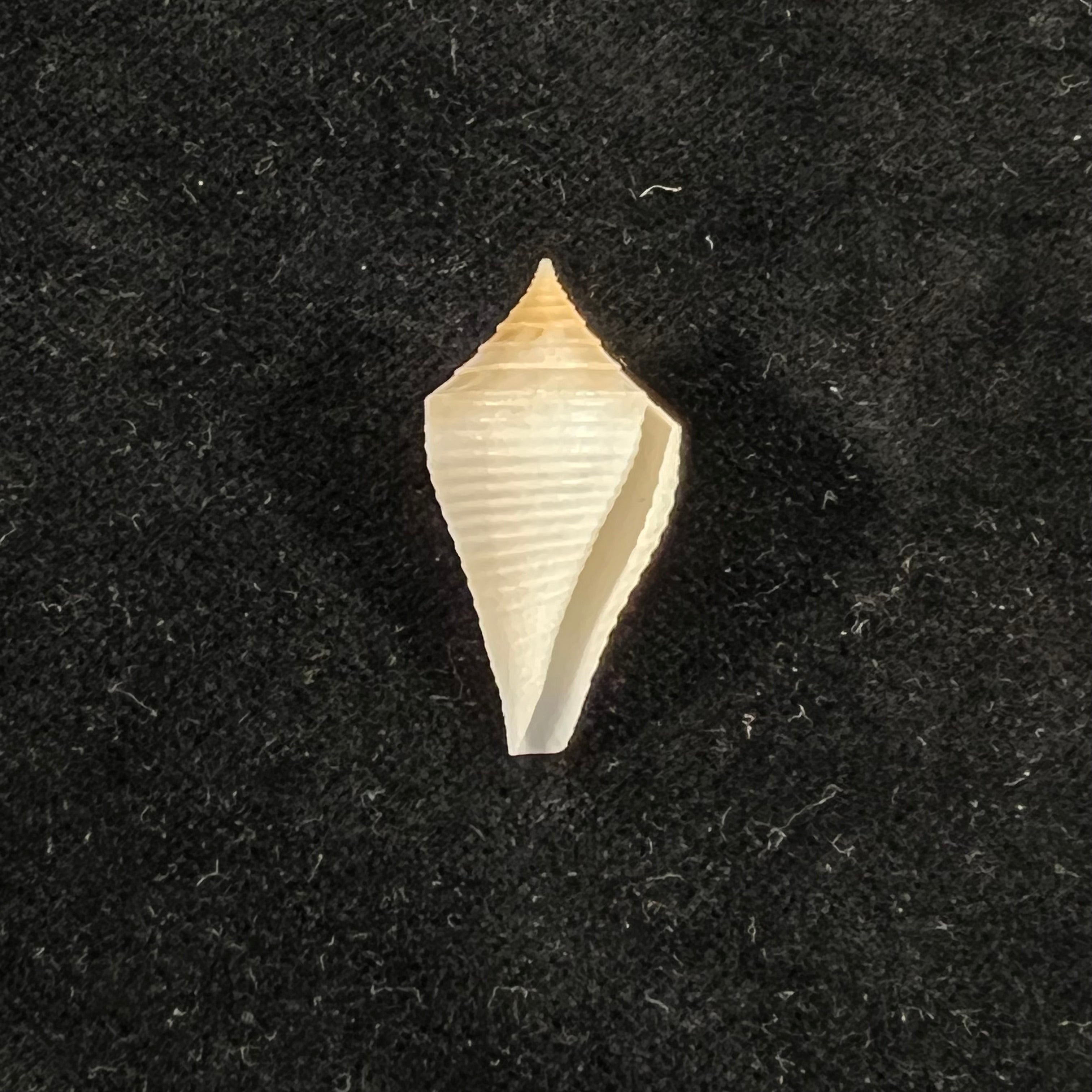 Conasprella bajanensis (Nowell-Usticke, 1968) - 27,3mm