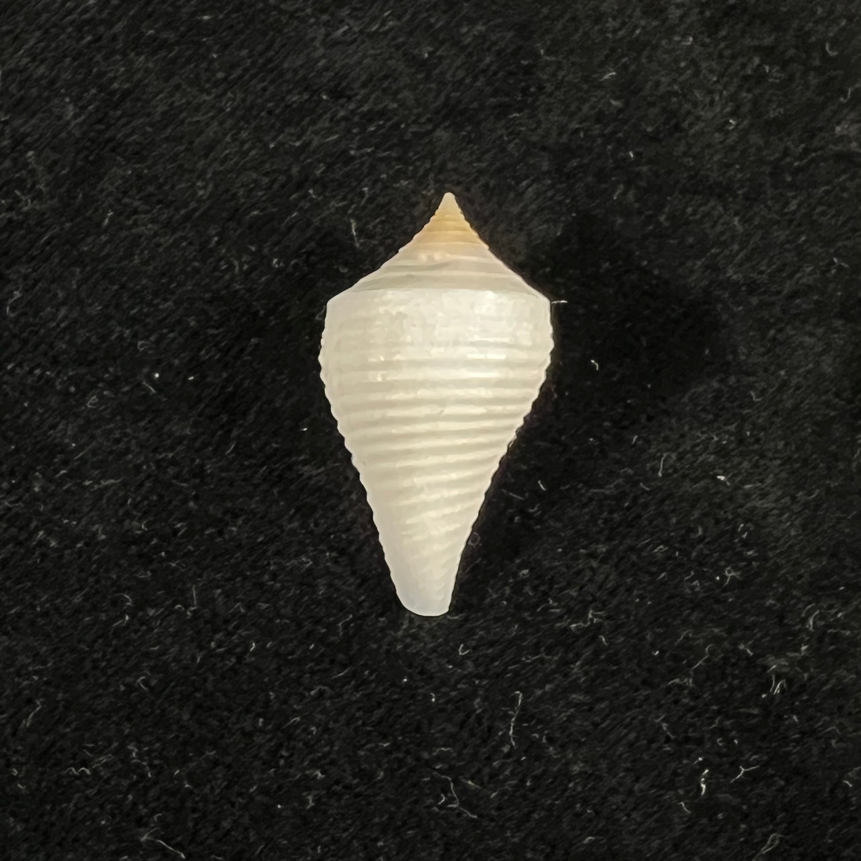 Conasprella bajanensis (Nowell-Usticke, 1968) - 28,4mm