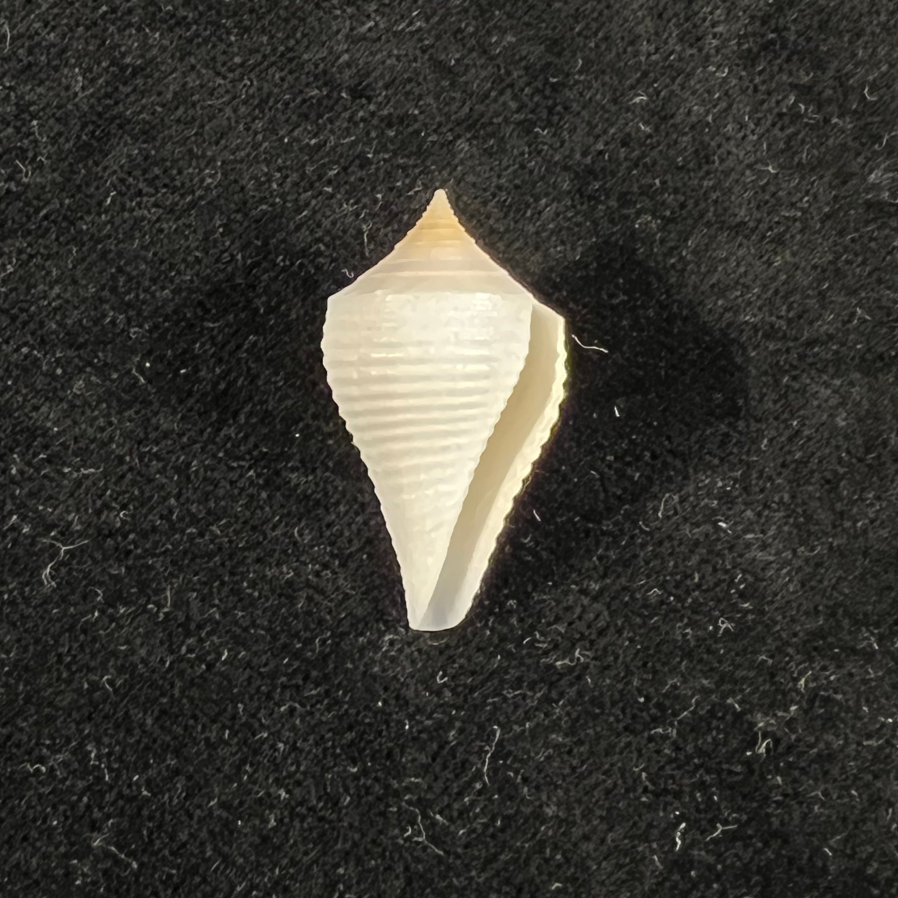 Conasprella bajanensis (Nowell-Usticke, 1968) - 28,4mm