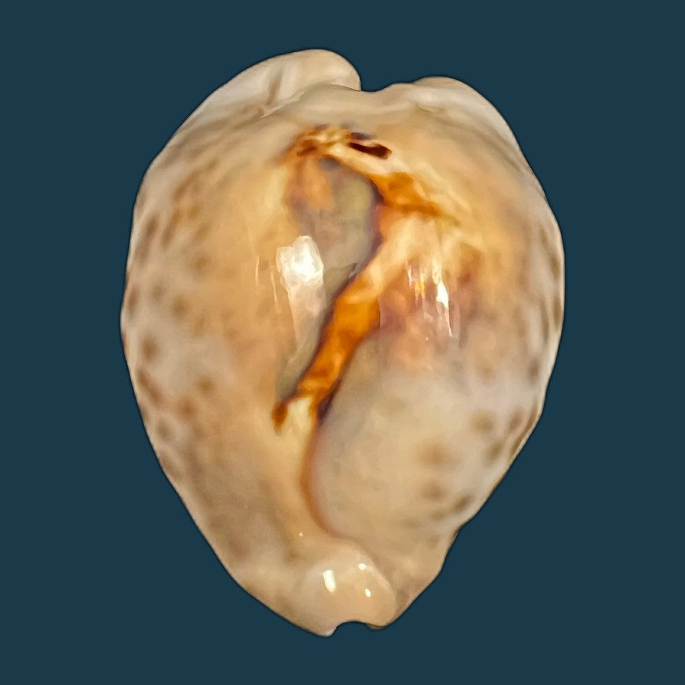 barycypraea-teulerei-cazenavette-1846-44-4mm-copia