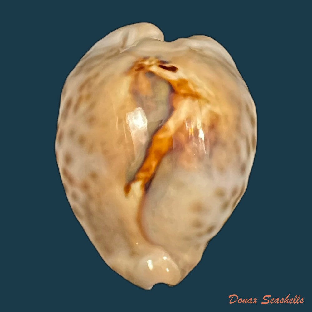barycypraea-teulerei-cazenavette-1846-44-4mm-copia