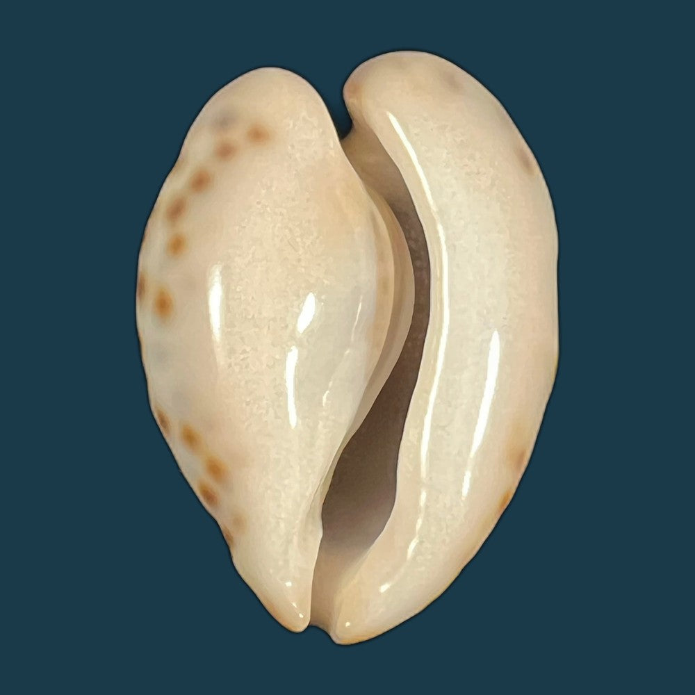barycypraea-teulerei-cazenavette-1846-44-4mm-copia