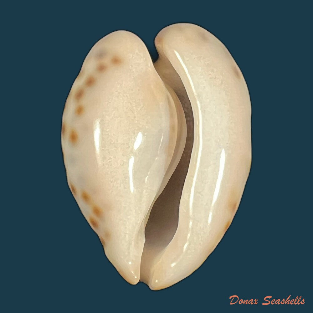 barycypraea-teulerei-cazenavette-1846-44-4mm-copia