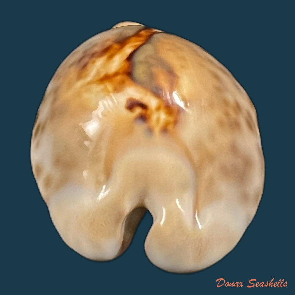 barycypraea-teulerei-cazenavette-1846-44-4mm-copia
