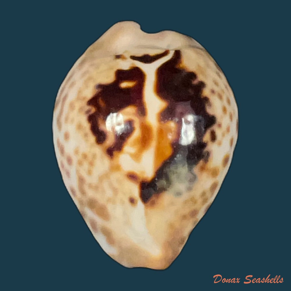 barycypraea-teulerei-cazenavette-1846-49-6mm-copia