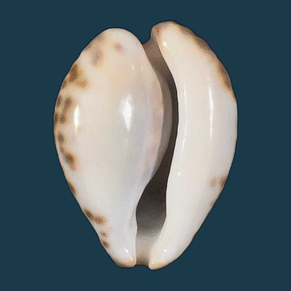 barycypraea-teulerei-cazenavette-1846-49-6mm-copia
