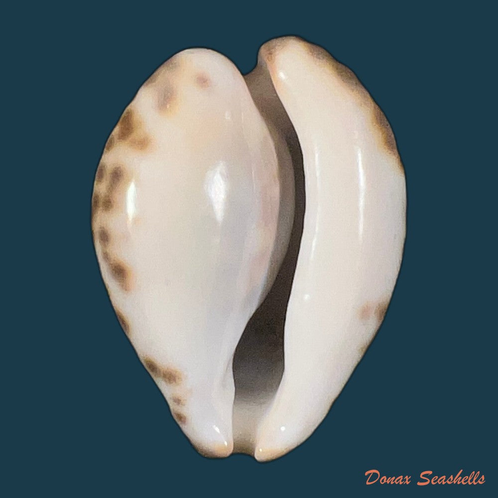 barycypraea-teulerei-cazenavette-1846-49-6mm-copia