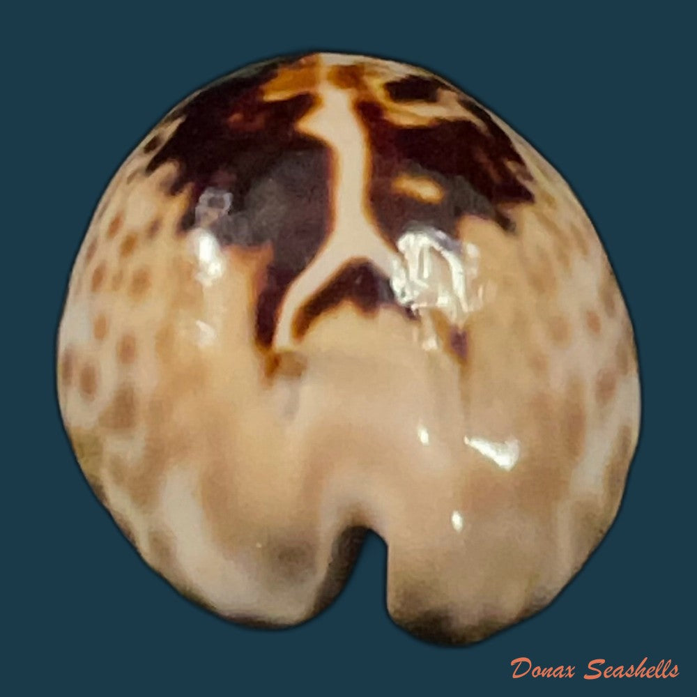 barycypraea-teulerei-cazenavette-1846-49-6mm-copia