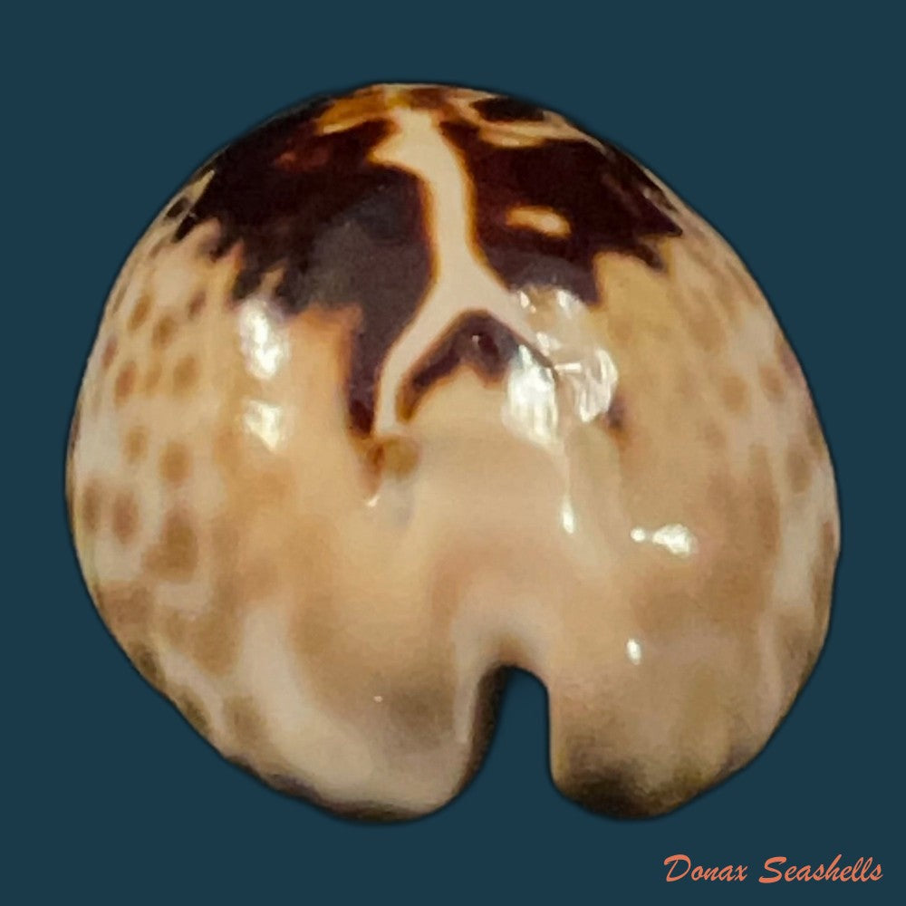 barycypraea-teulerei-cazenavette-1846-49-6mm-copia