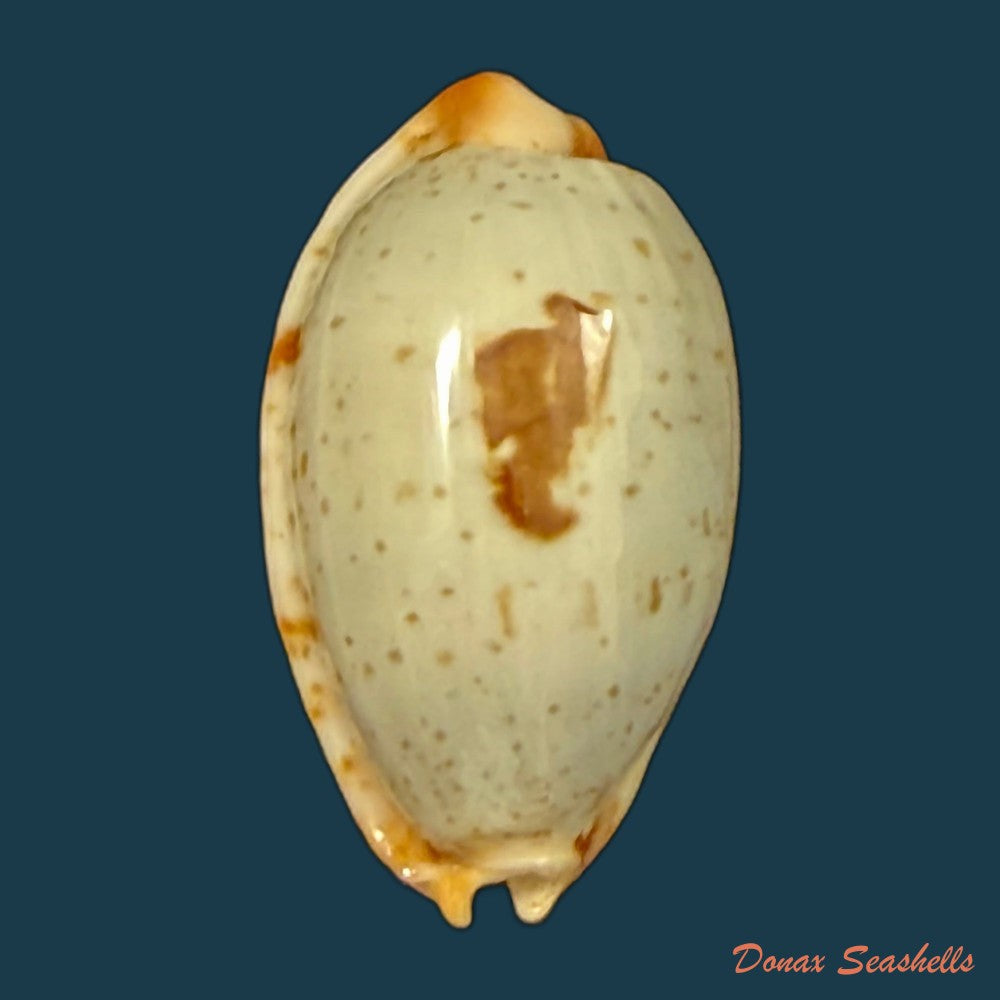 bistolida-brevidentata-fluctuans-iredale-1935-25-7mm-copia
