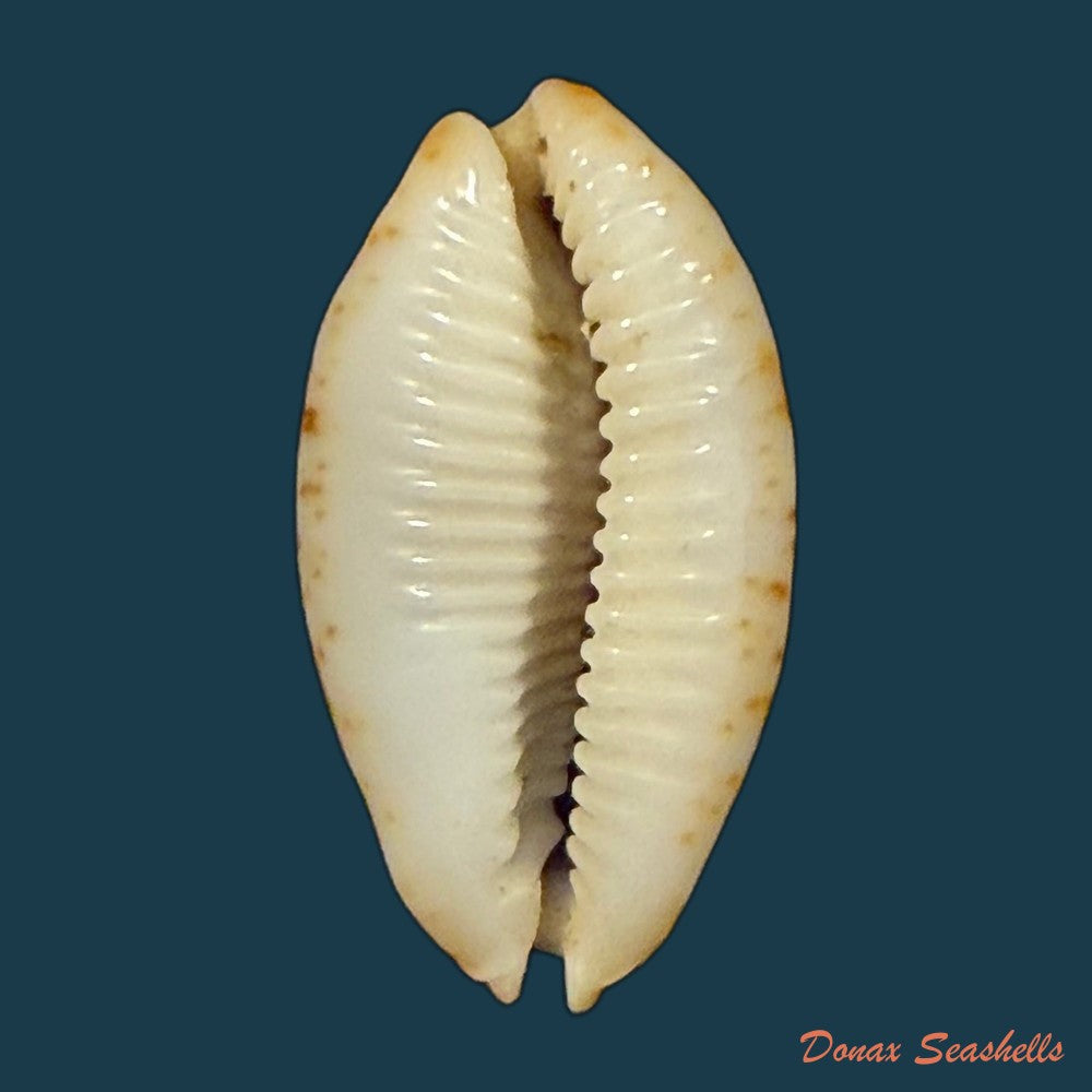 bistolida-brevidentata-fluctuans-iredale-1935-25-7mm-copia