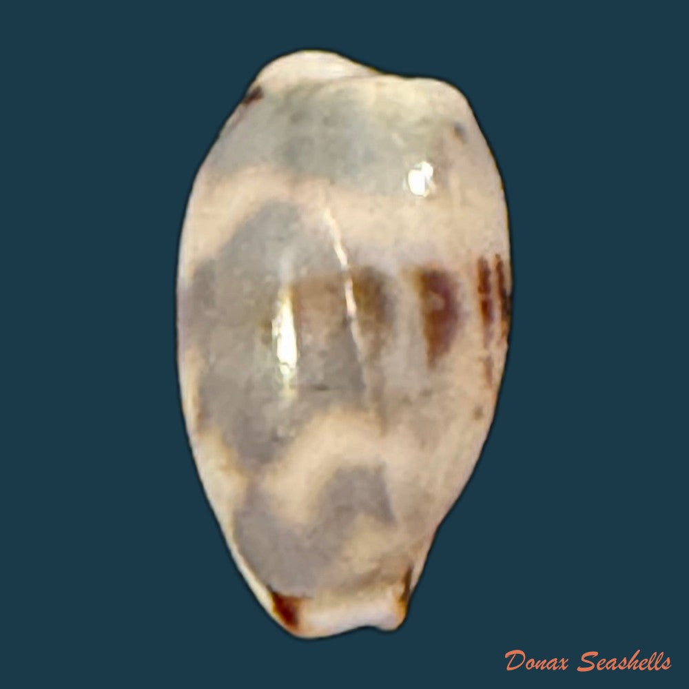 bistolida-kieneri-hidalgo-1906-10-3mm-copia