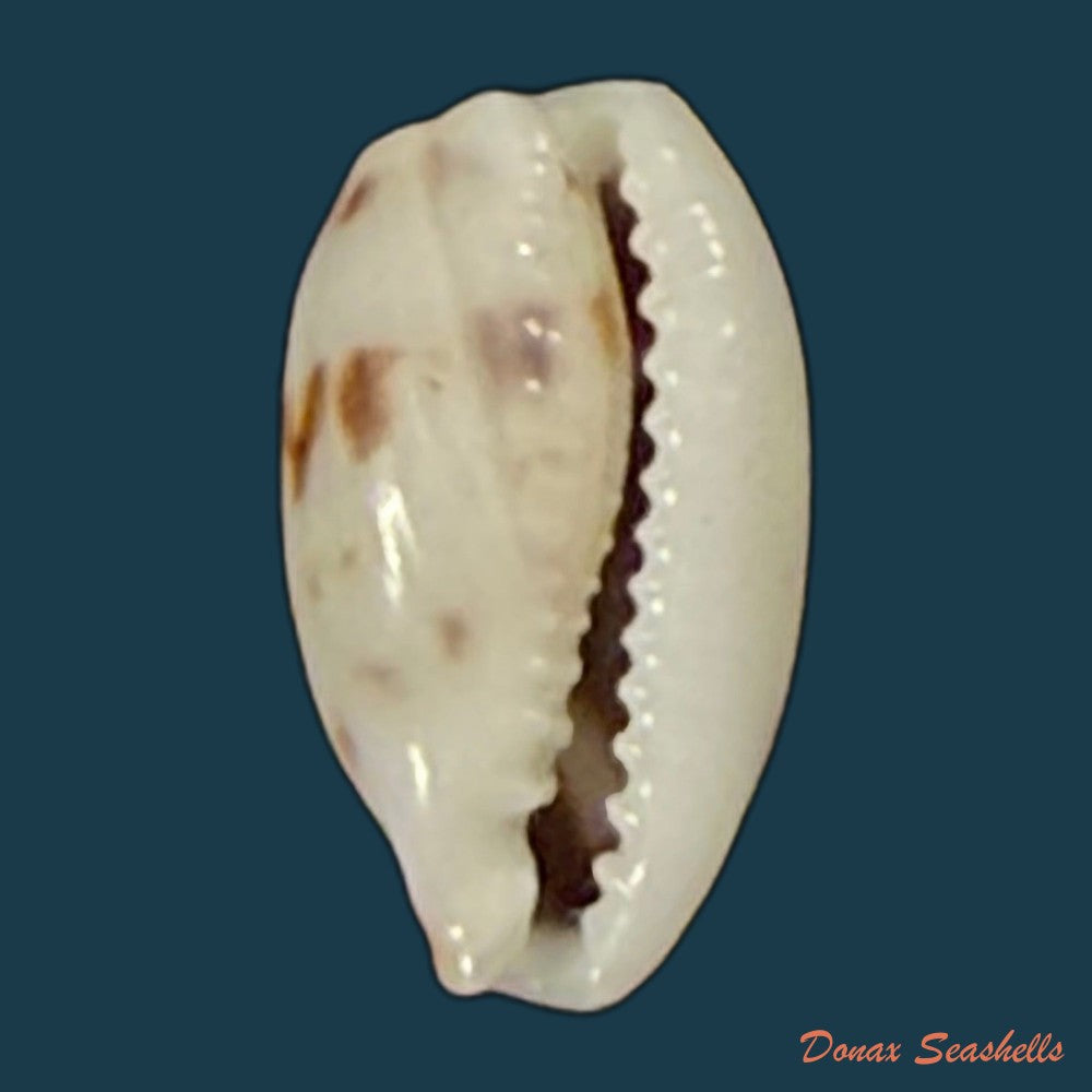 bistolida-kieneri-hidalgo-1906-10-3mm-copia