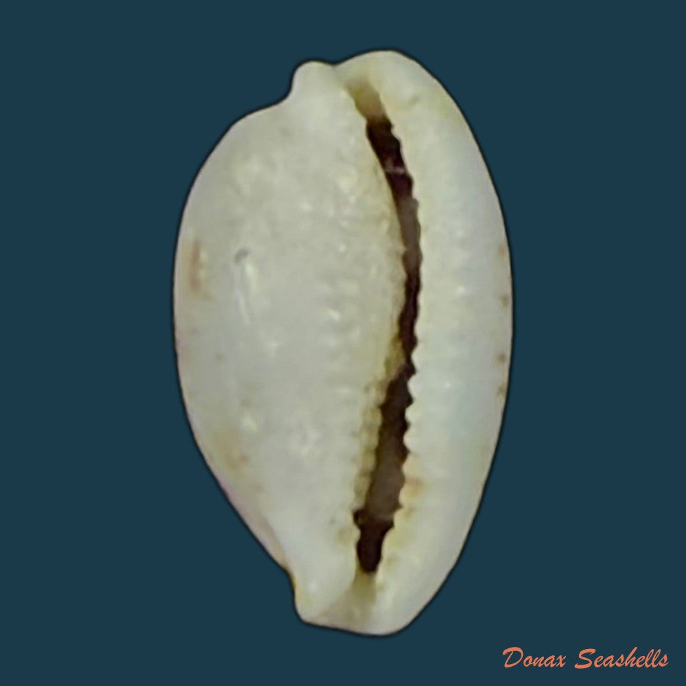 bistolida-kieneri-hidalgo-1906-11mm-copia
