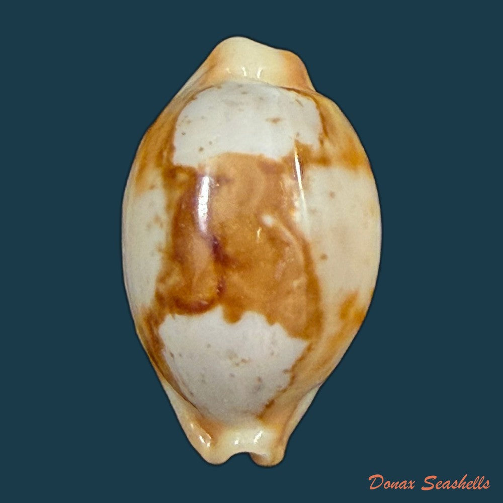 bistolida-stolida-aureliae-t-cossignani-2017-25-1mm-copia