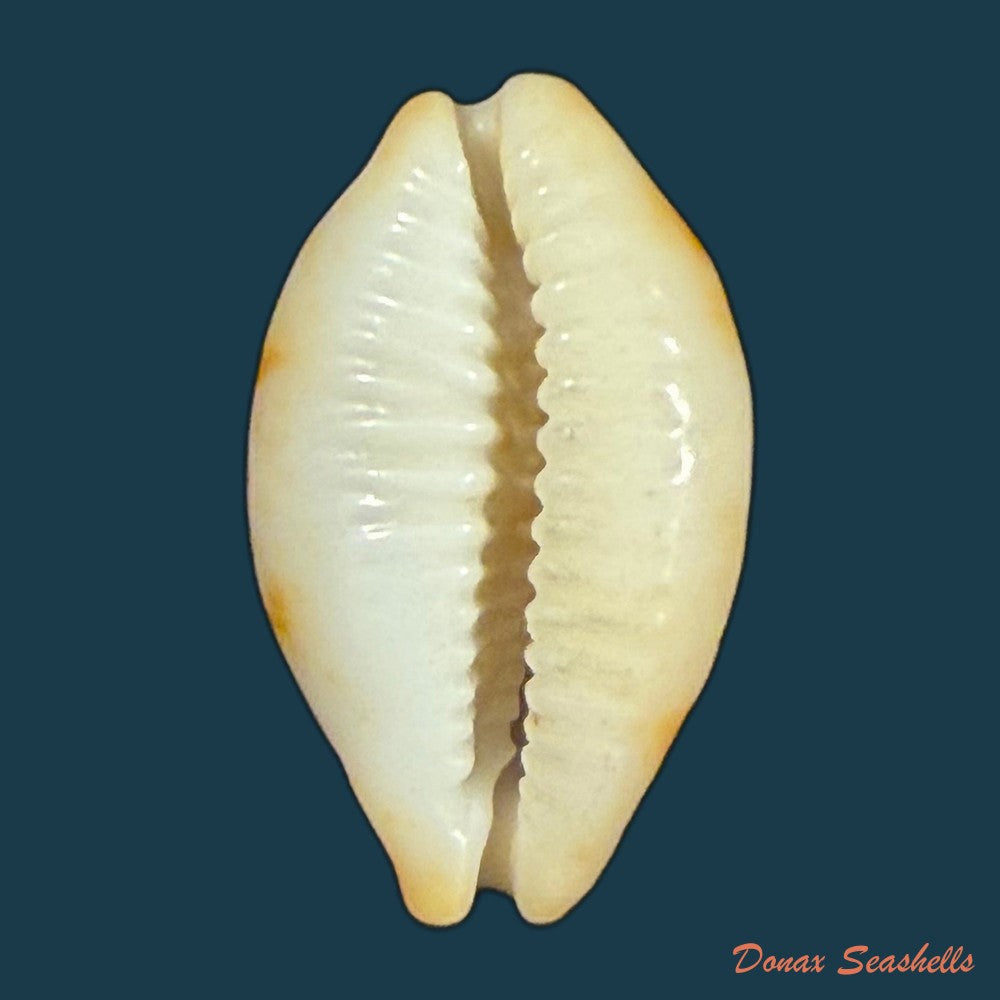 bistolida-stolida-aureliae-t-cossignani-2017-25-1mm-copia