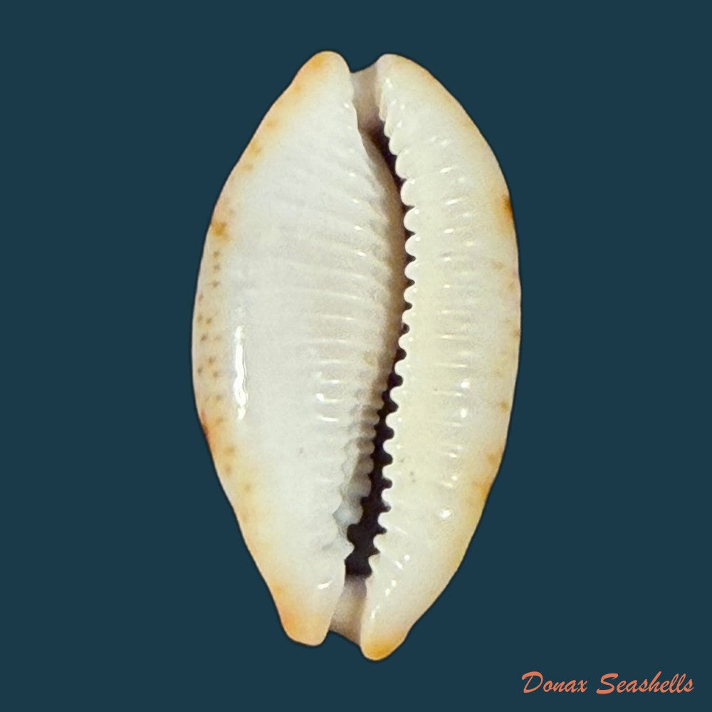 bistolida-stolida-salaryensis-bozzetti-2008-28-9mm-copia